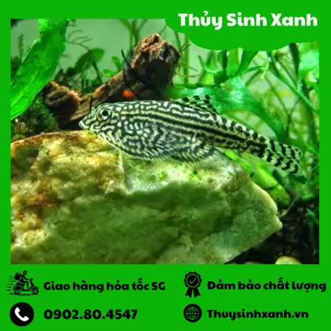 Cá Tỳ Bà Bướm (chuyên Vệ Sinh Rêu Hồ Thủy Sinh) - Shop Thủy Sinh ... Cá Tỳ Bà Bướm (chuyên Vệ Sinh Rêu Hồ Thủy Sinh) - Shop Thủy Sinh ...