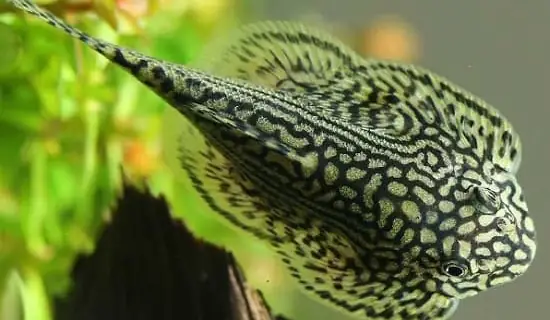 Cá Tỳ Bà Bướm Mini: Loài Cá Cảnh Độc Đáo Cho Người Mới Chơi Cá Tỳ Bà Bướm Mini: Loài Cá Cảnh Độc Đáo Cho Người Mới Chơi