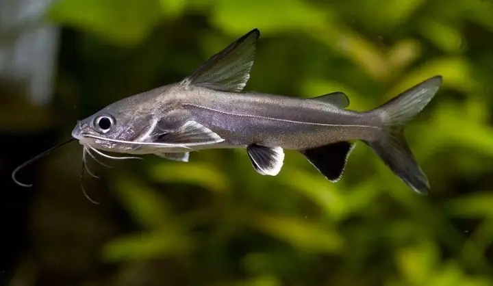 Cá Úc Là Cá Gì? Cá Úc Sống Giá Bao Nhiêu, Làm Món Gì Ngon?