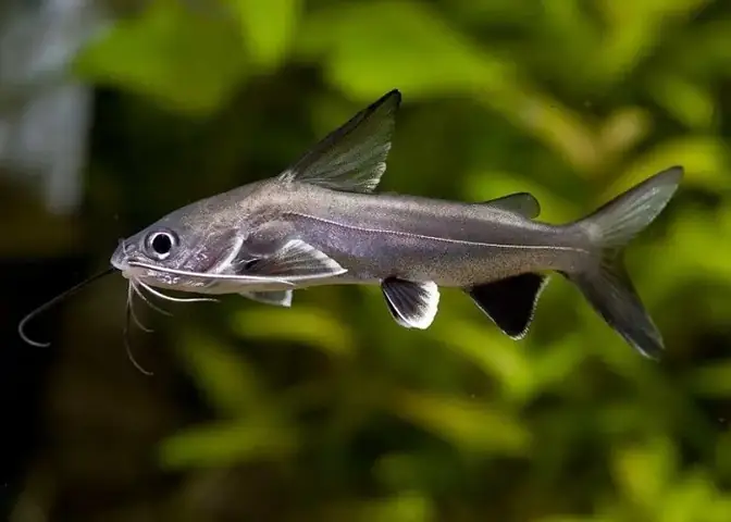 Cá Úc Là Cá Gì? Giá Trị Dinh Dưỡng Và Món Ngon Được Làm Từ Cá Úc