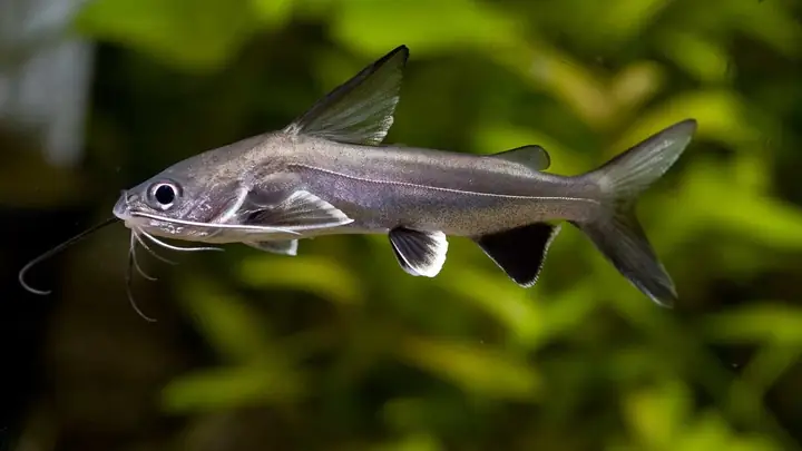 Cá Úc Là Cá Gì? Cá Úc Sống Giá Bao Nhiêu Và Các Món Từ Cá Úc