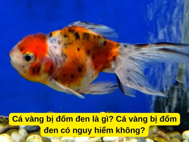 Cá Vàng Bị Đốm Đen Là Gì? Cá Vàng Bị Đốm Đen Có Nguy Hiểm Không?