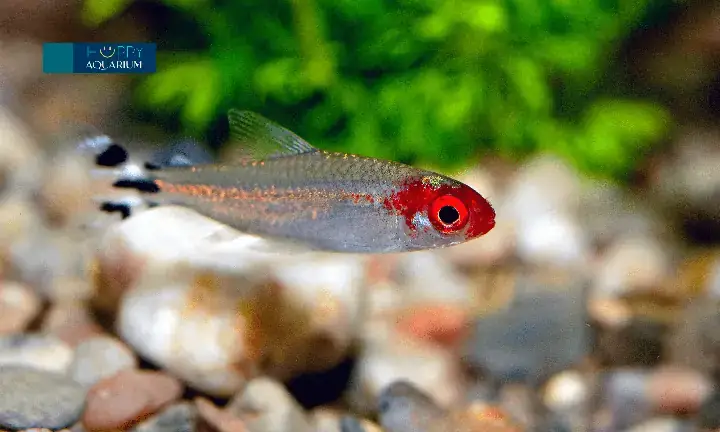 Nguyên Nhân Phổ Biến Khiến Cá Vàng Bị Mất Mắt