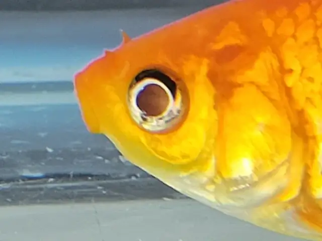 Cá Vàng Bị Mất Mắt: Nguyên Nhân, Cách Xử Lý Và Biện Pháp Phòng Ngừa