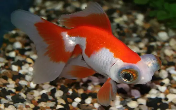 Nguyên Nhân Khiến Cá Vàng Bị Mù Mắt