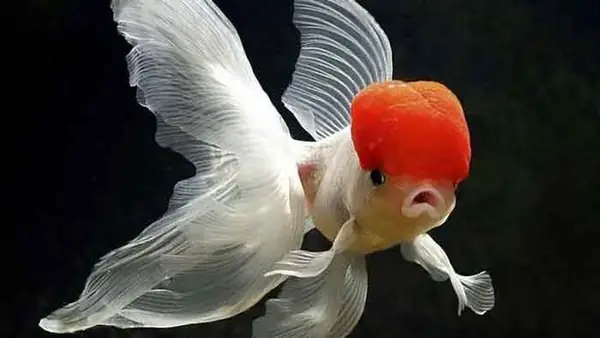 Những Bệnh Thường Gặp Khi Nuôi Cá 3 Đuôi Tại Nhà