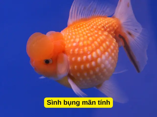 Sình Bụng Mãn Tính