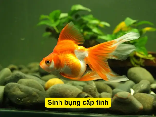 Sình Bụng Cấp Tính