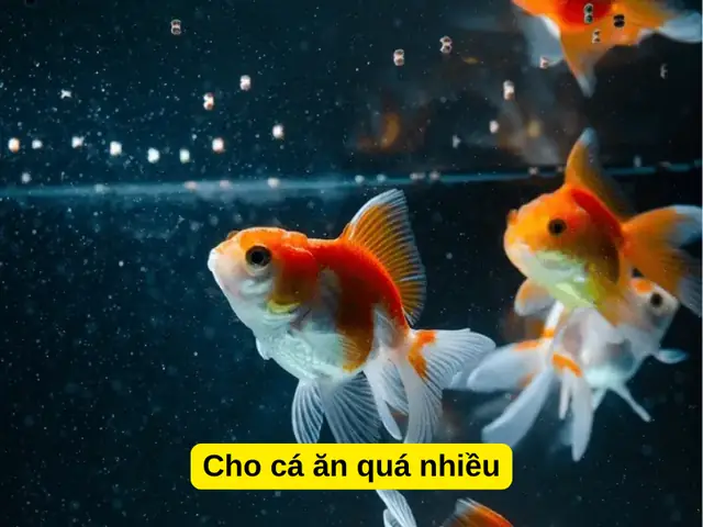 Cho Cá Ăn Quá Nhiều