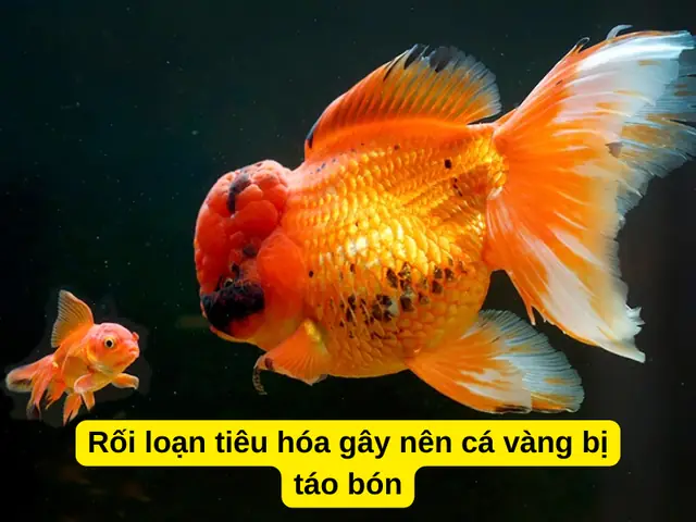 Rối Loạn Tiêu Hóa Gây Nên Cá Vàng Bị Táo Bón