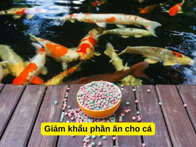 Giảm Khẩu Phần Ăn Cho Cá