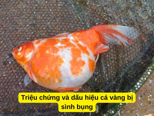 Triệu Chứng Và Dấu Hiệu Cá Vàng Bị Sình Bụng