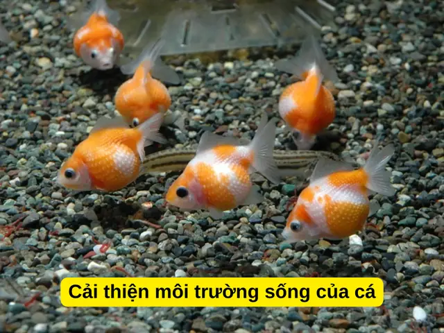 Cải Thiện Môi Trường Sống Của Cá
