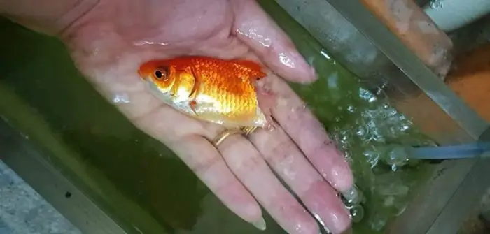 Cá Vàng Bị Thối Rữa Đuôi Lộ Cả Xương, Cô Chủ Vẫn Không Từ Bỏ Và Cái Kết Bất Ngờ Ảnh 2