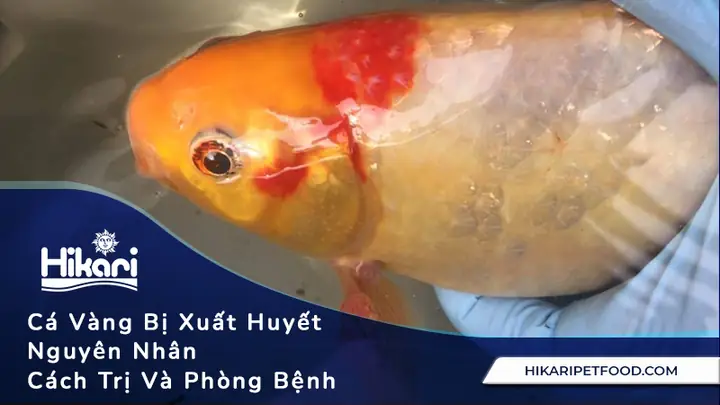 Cá Vàng Bị Xuất Huyết - Nguyên Nhân, Cách Trị Và Phòng Bệnh
