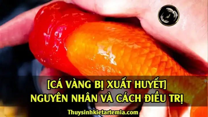 [cá Vàng Bị Xuất Huyết] Nguyên Nhân Và Cách Điều Trị 2024
