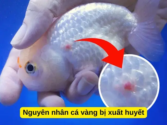 Cá Vàng Bị Xuất Huyết: Nguyên Nhân, Cách Điều Trị Và Phòng Ngừa