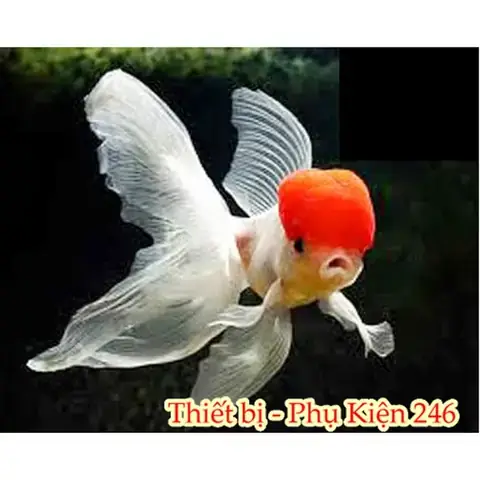 Điều Chỉnh Chế Độ Ăn Uống Điều Chỉnh Chế Độ Ăn Uống