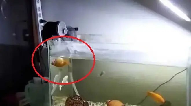 Thiết Lập Chế Độ Ăn Uống Khoa Học Thiết Lập Chế Độ Ăn Uống Khoa Học