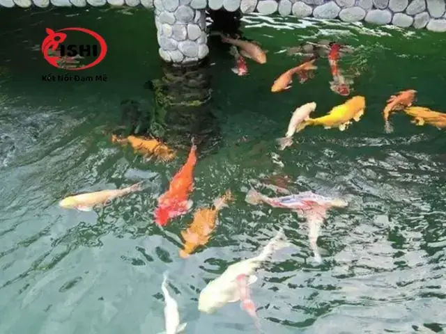 Vấn Đề Về Bong Bóng Bơi Vấn Đề Về Bong Bóng Bơi