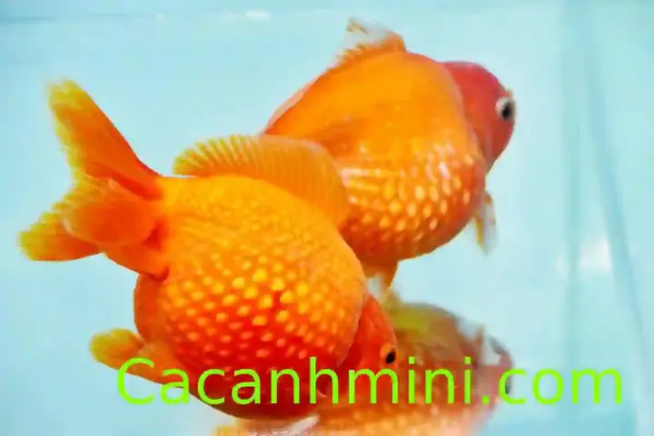 Cách Nuôi Cá Ping Pong Cá Vàng Ngọc Trai