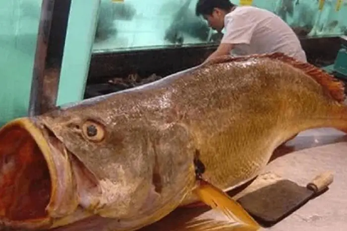 Loài Cá Đắt Đỏ Nhất Thế Giới, Có Con Giá 12 Tỷ Vẫn Có Đại Gia 'bí Ẩn' Rút ...