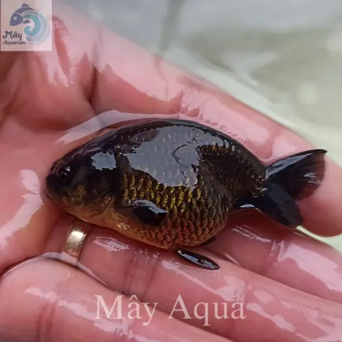 Cá Vàng Ranchu Đen – Mayaqua