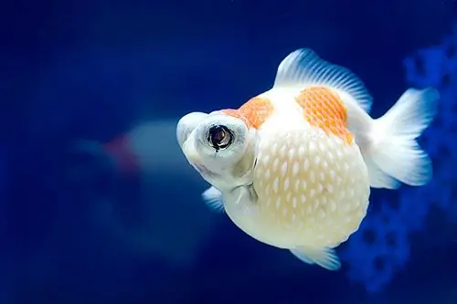 Cá Vàng Ngọc Trai