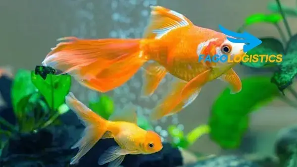 Lợi Ích Khi Sử Dụng Dịch Vụ Khai Báo Thủ Tục Nhập Khẩu Cá Vàng Tại Fago Logistics Lợi Ích Khi Sử Dụng Dịch Vụ Khai Báo Thủ Tục Nhập Khẩu Cá Vàng Tại Fago Logistics