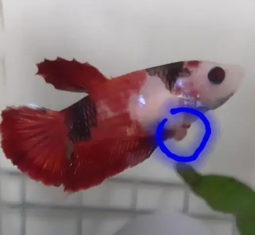 Cá Vàng Nhịn Ăn Được Bao Lâu? Những Điều Cần Biết Để Chăm Sóc Cá An Toàn Cá Vàng Nhịn Ăn Được Bao Lâu? Những Điều Cần Biết Để Chăm Sóc Cá An Toàn