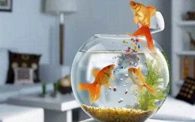 Gợi Ý Một Số Loại Cây Thuỷ Sinh Trong Bể Cá Vàng - Vi Sinh Cá ...