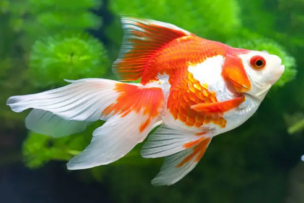 Cá Vàng Phong Thủy: Ý Nghĩa, Cách Nuôi & Lưu Ý Quan Trọng Cho Tài Lộc