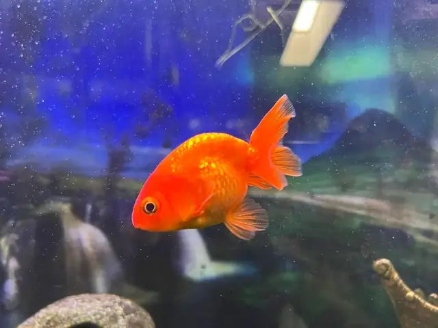 Cá Vàng Ranchu Ăn Gì? Hướng Dẫn Chi Tiết Chế Độ Dinh Dưỡng Cho Người Mới Nuôi