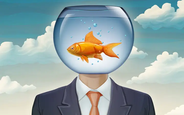 Não Cá Vàng Tiếng Anh Là Gì Não Cá Vàng Tiếng Anh Là Gì