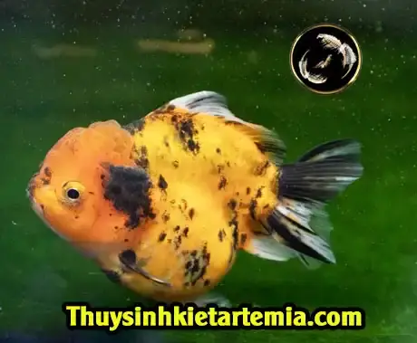 Cá Vàng Yuanbao Là Gì? Loài Cá Biểu Tượng Tài Lộc Và Những Điều Thú Vị