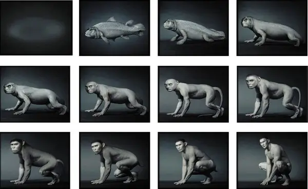 Bằng Chứng Cho Thấy Con Người Tiến Hóa Từ Cá