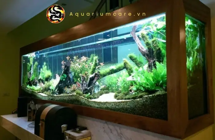 Cá Vệ Sinh Bể Thủy Sinh: Loài Cá Dọn Bể "thiên Nhiên" Cho Hồ Của Bạn