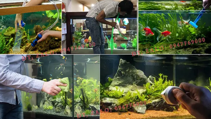 Cá Vệ Sinh Bể Thủy Sinh