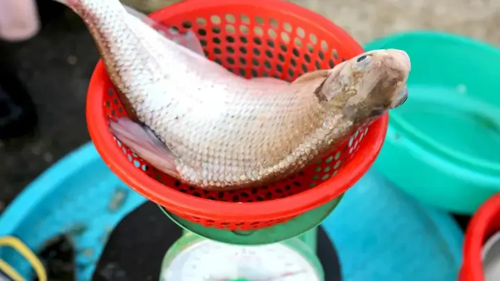 Cá Vền, Cá Đặc Sản Sông Lô Ở Tỉnh Phú Thọ Là Cá Gì Khiến Nhà Giàu ...