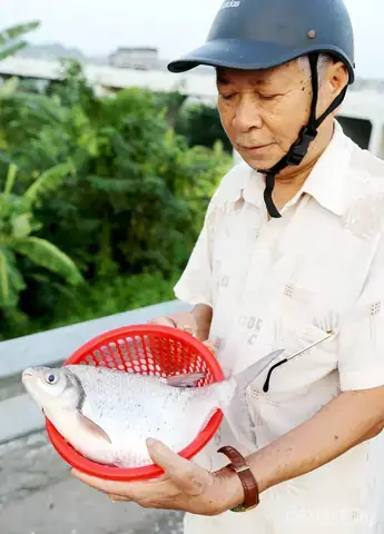 Cá Vền Sông Đà: Đặc Điểm Sinh Học, Môi Trường Sống Và Giá Trị ...