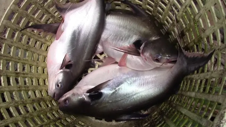 Cá Vồ Đém Là Cá Gì?