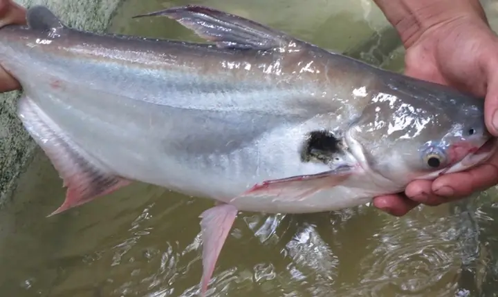 Phân Bố Và Đặc Điểm Sinh Học