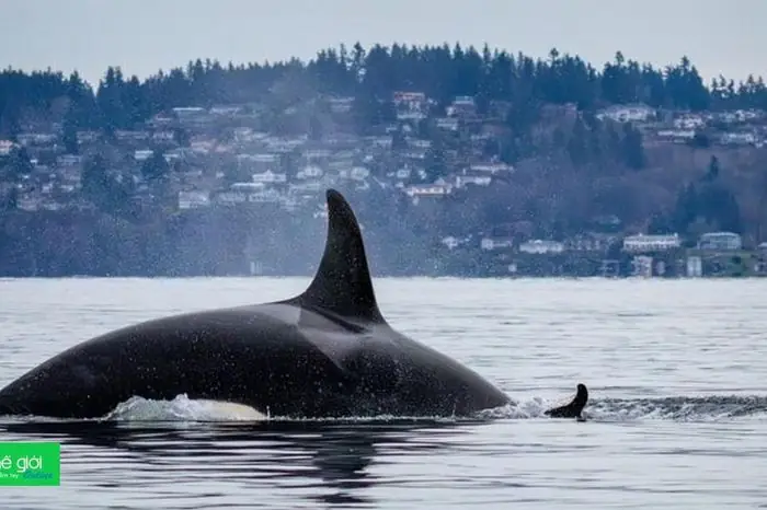 Những Nguy Hiểm Với Thế Giới Khi 'cá Voi Lai' Xuất Hiện Ngày Càng Nhiều