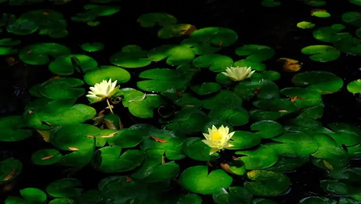 Những Gì Tôi Học Được Từ Cá Voi, By Shay Beider | Servicespace