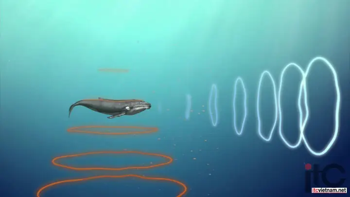 Cá Voi Giao Tiếp Với Nhau Như Thế Nào?