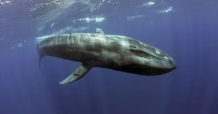 Cận Cảnh Loài Cá Voi Lớn Nhất Hành Tinh, Nặng 173 Tấn | Báo Dân Trí Cận Cảnh Loài Cá Voi Lớn Nhất Hành Tinh, Nặng 173 Tấn | Báo Dân Trí