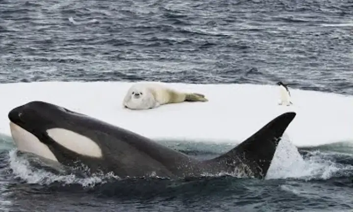 Cá Voi Sát Thủ: Sát Thủ Đỉnh Cao Của Chuỗi Thức Ăn