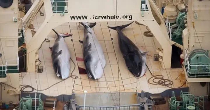 Thợ Săn Cá Voi Nhật Bản Giết Chết 122 Cá Voi Minke Đang Mang Thai ...