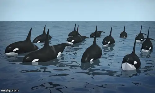 1001 Thắc Mắc: Tại Sao Cá Voi Sát Thủ Không Ăn Thịt Người? | Báo ...