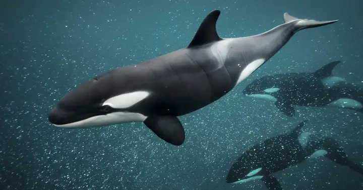 Cá Voi Sát Thủ Tấn Công, Làm Chìm Du Thuyền Khiến 2 Người Gặp Nạn ...